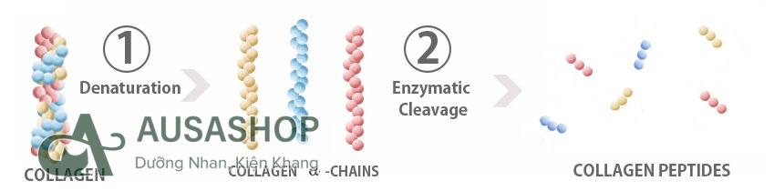 Cấu trúc của Collagen peptide