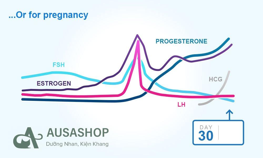 Understanding Menstrual Cycles, Your Periods and Ovulation – Clearblue