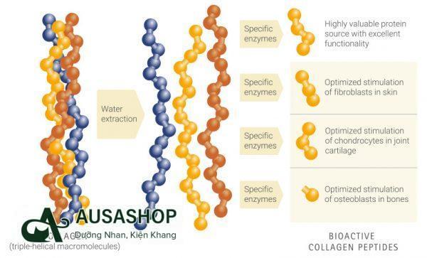 Cấu trúc Collagen Peptide