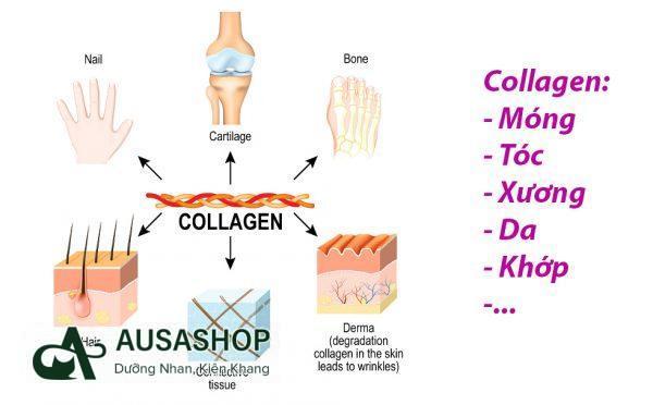 Collagen trong cơ thể chúng ta