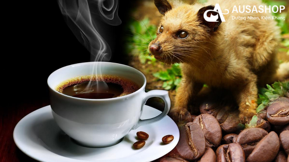 cafe hương chồn là gì