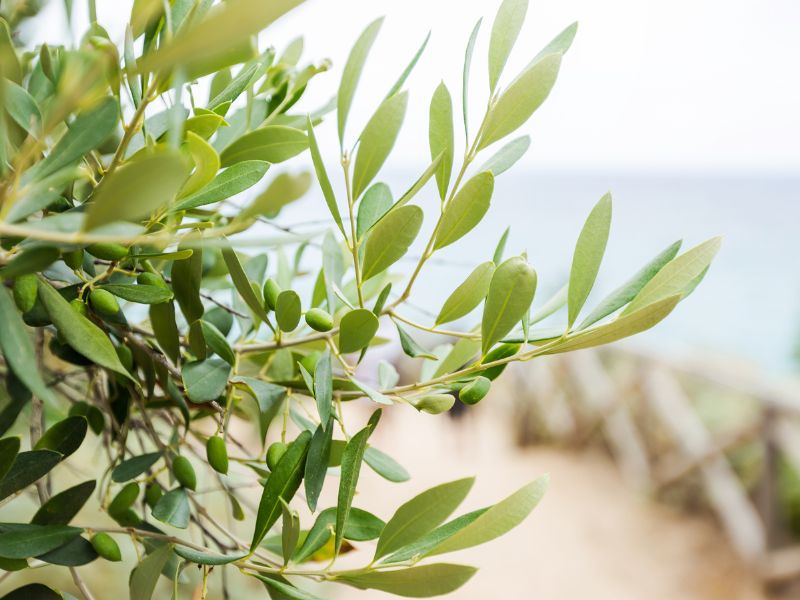 Olea Vita chiết xuất từ lá ô liu