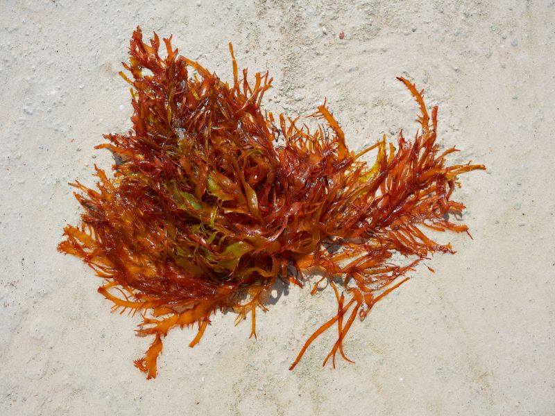 Tảo nâu Mozuku