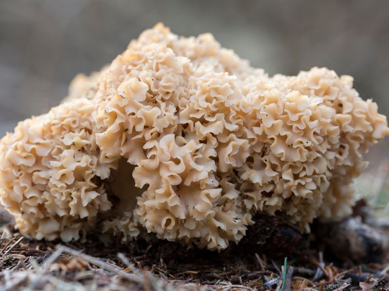Nấm Sparassis Crispa