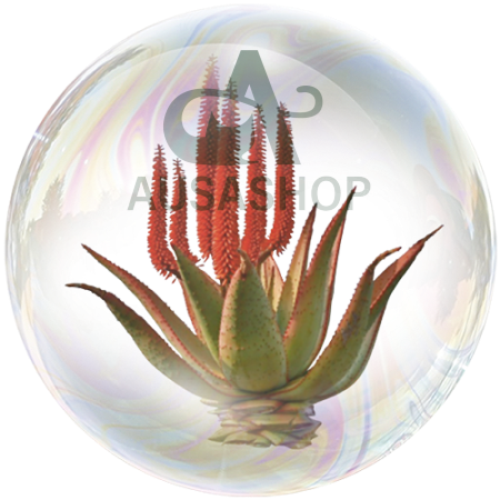 Nha đam trắng châu Phi (Aloe africanais)