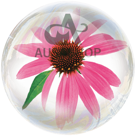 Rễ Hoa Cúc Tím (Echinacea purpurea)