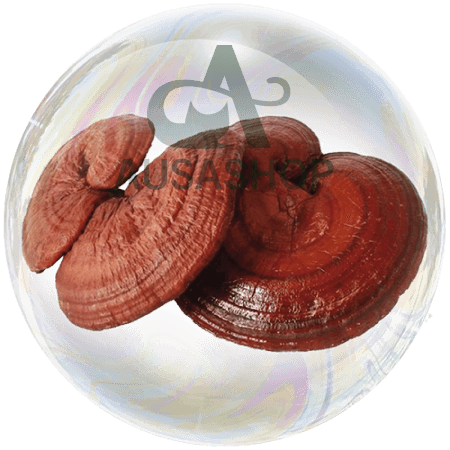 Nấm linh chi (Ganoderma lingzhi)