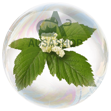 Cây râu dê Meadowsweet