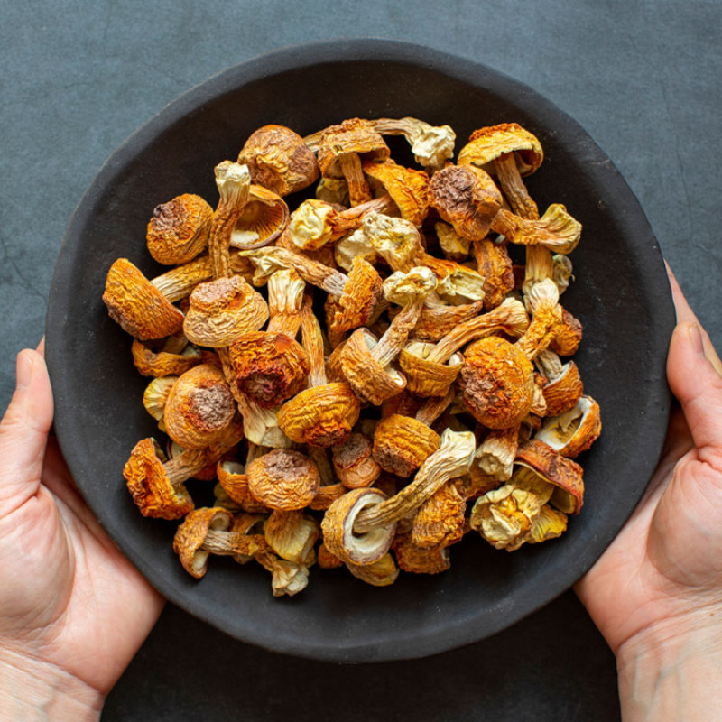 Nấm Agaricus là gì?